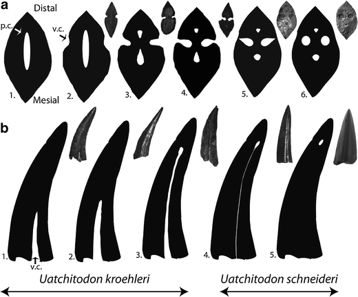 Uatchitodon