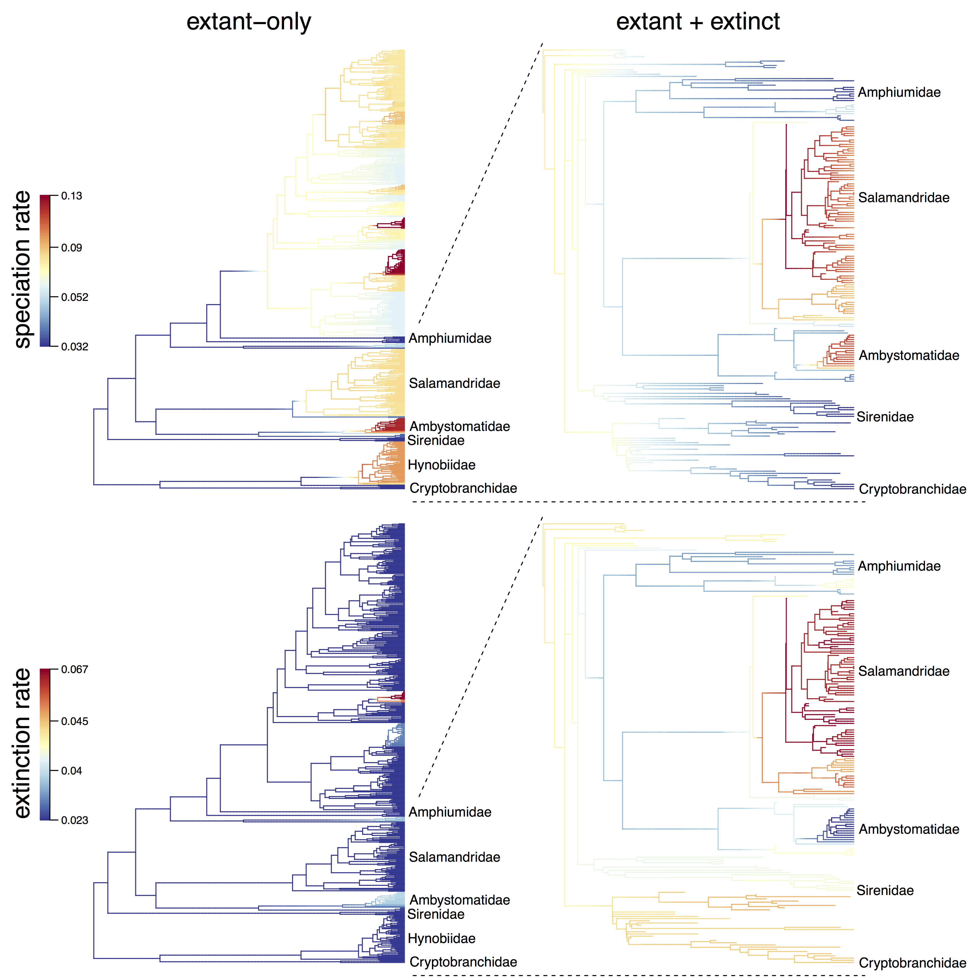 salamander plots